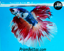 Load image into Gallery viewer, Marble Rosetail Halfmoon Male