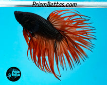 Load image into Gallery viewer, Orange Chocolate Crowntail Male