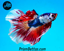 Load image into Gallery viewer, Marble Rosetail Halfmoon Male