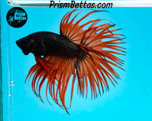 Load image into Gallery viewer, Orange Chocolate Crowntail Male