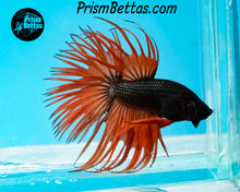 Load image into Gallery viewer, Orange Chocolate Crowntail Male