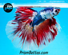 Load image into Gallery viewer, Marble Rosetail Halfmoon Male