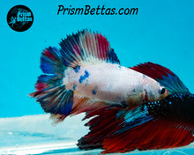 Load image into Gallery viewer, Marble Doubletail Halfmoon Female