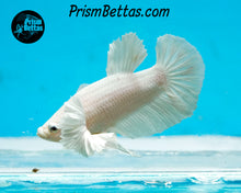 Load image into Gallery viewer, White Dumbo Halfmoon Plakat Male