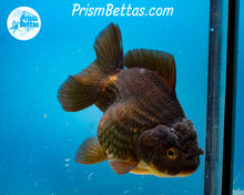 Load image into Gallery viewer, Apache Shogun Godzilla Oranda Female (4.5 inch length) Imported from Thailand