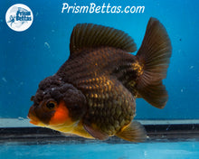 Load image into Gallery viewer, Apache Shogun Godzilla Oranda Female (4.5 inch length) Imported from Thailand