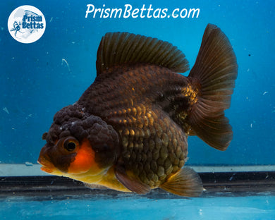 Apache Shogun Godzilla Oranda Female (4.5 inch length) Imported from Thailand