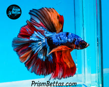 Load image into Gallery viewer, Rainbow Marble Halfmoon Male