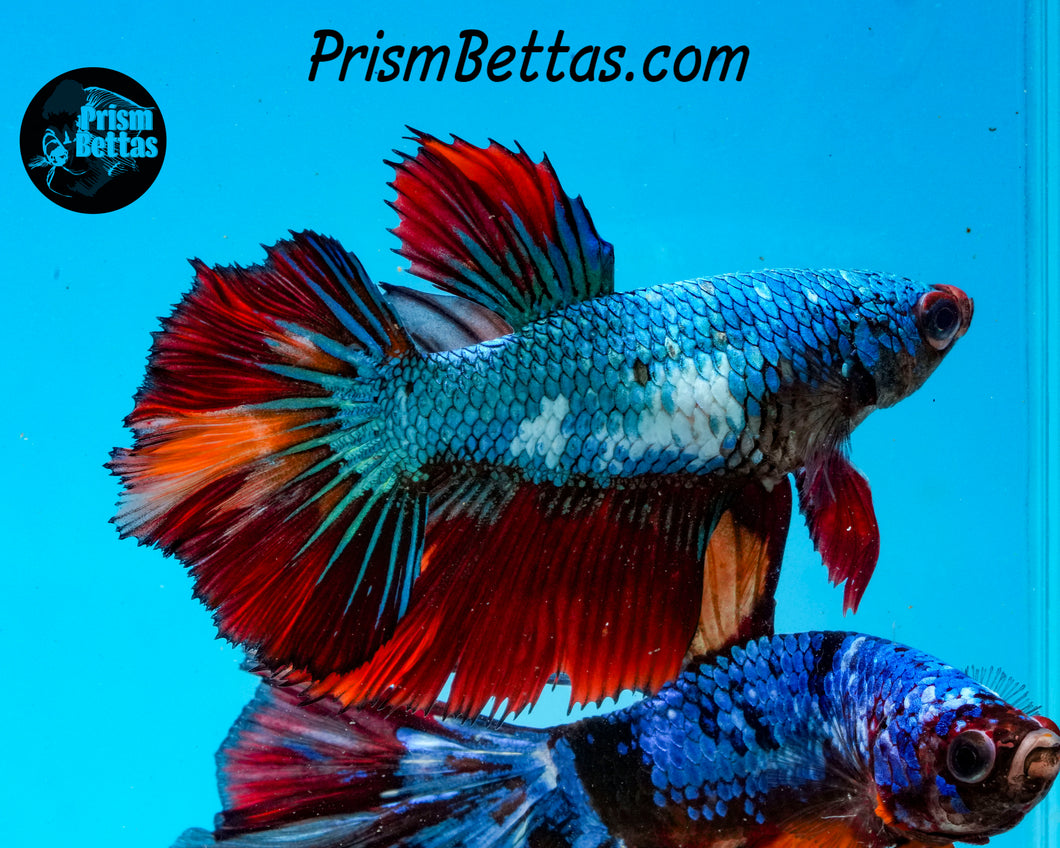 Rainbow Marble Halfmoon Female