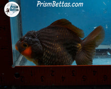 Load image into Gallery viewer, Apache Shogun Godzilla Oranda Female (4.5 inch length) Imported from Thailand