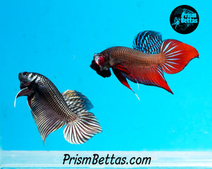 Copper Mahachai Wildtype Male Bred by Frank's Bettas