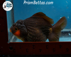 Apache Shogun Godzilla Oranda Female (4.5 inch length) Imported from Thailand