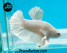 Load image into Gallery viewer, White Dumbo Halfmoon Plakat Male