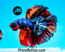 Load image into Gallery viewer, Rainbow Marble Halfmoon Male