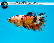Load image into Gallery viewer, Candy Koi Crowntail Female