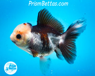 Panda Oranda Female (4.25 inch length) Imported from Thailand