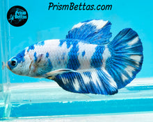 Load image into Gallery viewer, Marble Halfmoon Plakat Male