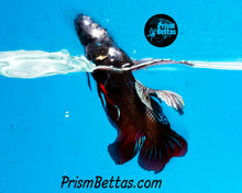 Load image into Gallery viewer, Copper Mahachai Wildtype Male Bred by Frank&#39;s Bettas