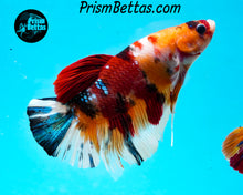 Load image into Gallery viewer, Candy Koi Giant Halfmoon Plakat Male
