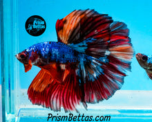 Load image into Gallery viewer, Rainbow Marble Halfmoon Male