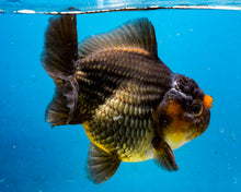 Load image into Gallery viewer, Bronze Apache Shogun Godzilla Oranda Goldfish Female (4 inches). Imported from Thailand