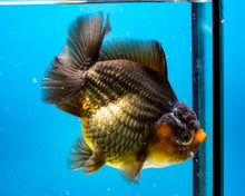 Load image into Gallery viewer, Bronze Apache Shogun Godzilla Oranda Goldfish Female (4 inches). Imported from Thailand