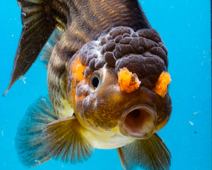 Bronze Apache Shogun Godzilla Oranda Goldfish Female (4 inches). Imported from Thailand