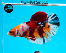 Load image into Gallery viewer, Candy Koi Giant Halfmoon Plakat Male