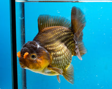Load image into Gallery viewer, Bronze Apache Shogun Godzilla Oranda Goldfish Female (4 inches). Imported from Thailand