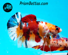 Load image into Gallery viewer, Candy Koi Giant Halfmoon Plakat Male