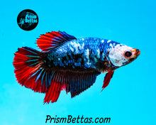 Load image into Gallery viewer, Marble Halfmoon Female