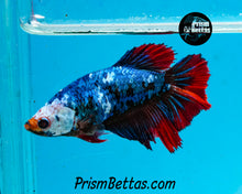 Load image into Gallery viewer, Marble Halfmoon Female