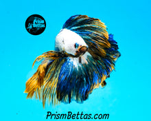 Load image into Gallery viewer, Marble Halfmoon Male