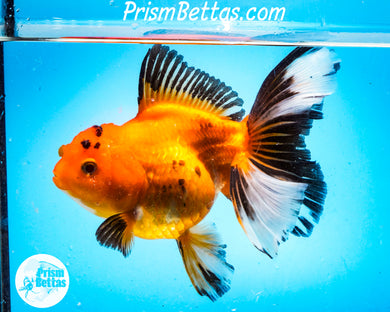 Tricolor Oranda Female (5 inch length) Imported from Thailand