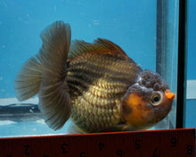 Load image into Gallery viewer, Bronze Apache Shogun Godzilla Oranda Goldfish Female (4 inches). Imported from Thailand