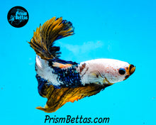 Load image into Gallery viewer, Marble Halfmoon Male