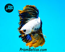 Load image into Gallery viewer, Marble Halfmoon Male