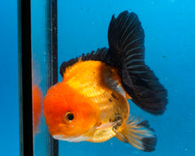 Load image into Gallery viewer, Apache Monster Oranda Goldfish Male (3.25 inches). Imported from Thailand