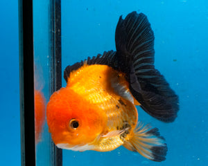 Apache Monster Oranda Goldfish Male (3.25 inches). Imported from Thailand