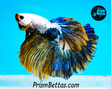 Marble Halfmoon Male