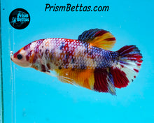 Load image into Gallery viewer, Candy Koi Giant Halfmoon Plakat Female