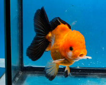 Load image into Gallery viewer, Apache Monster Oranda Goldfish Male (3.25 inches). Imported from Thailand