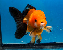 Load image into Gallery viewer, Apache Monster Oranda Goldfish Male (3.25 inches). Imported from Thailand