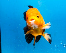 Load image into Gallery viewer, Apache Monster Oranda Goldfish Male (3.25 inches). Imported from Thailand