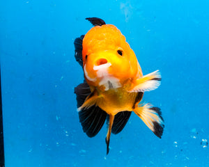 Apache Monster Oranda Goldfish Male (3.25 inches). Imported from Thailand
