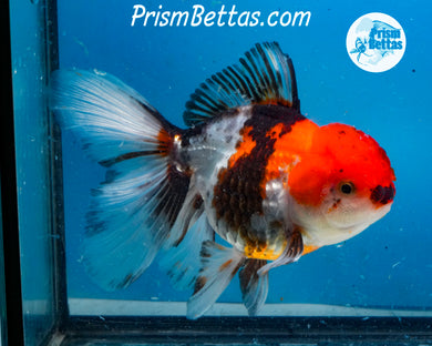 Tricolor Oranda Male (5 inch length) Imported from Thailand