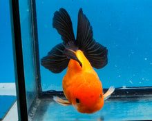Load image into Gallery viewer, Apache Monster Oranda Goldfish Male (3.25 inches). Imported from Thailand