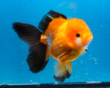 Load image into Gallery viewer, Apache Monster Oranda Goldfish Male (3.25 inches). Imported from Thailand