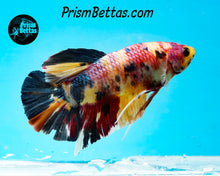 Load image into Gallery viewer, Candy Koi Giant Halfmoon Plakat Male