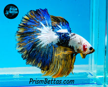 Load image into Gallery viewer, Marble Halfmoon Male